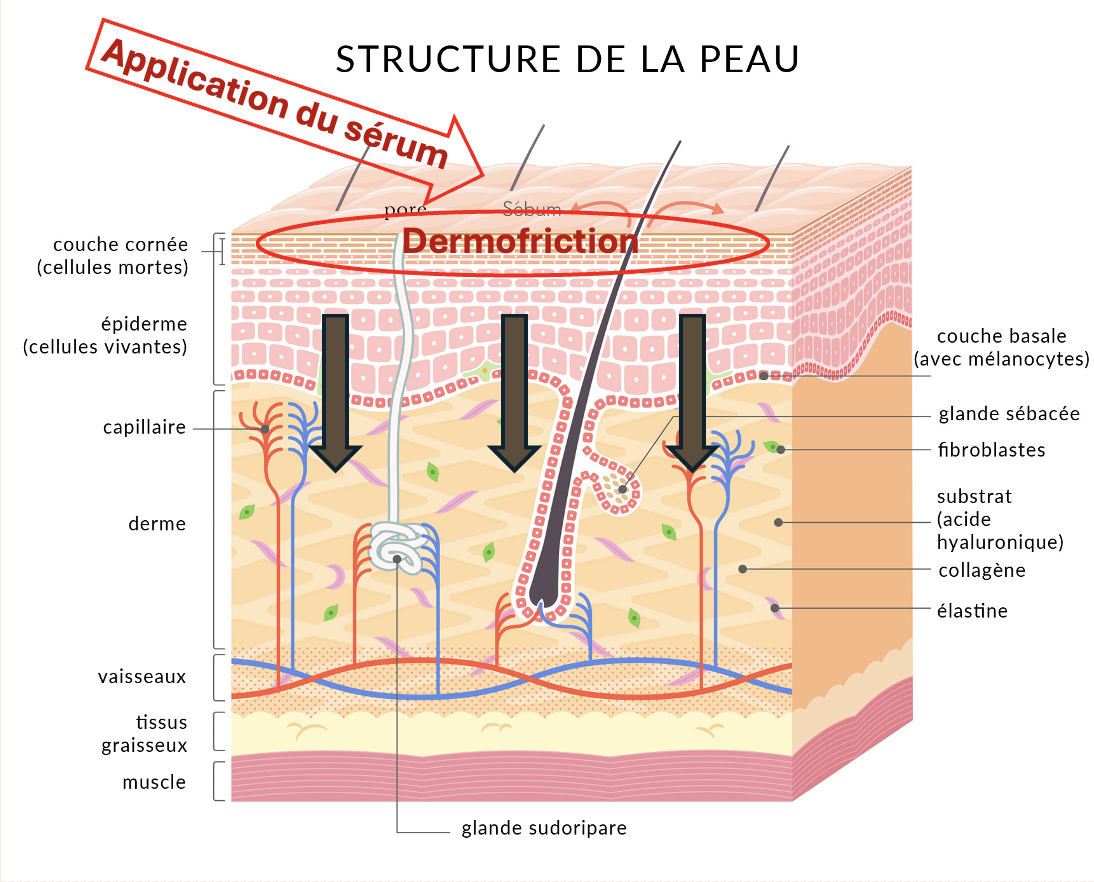 Schéma explicatif de la peau Dermomask